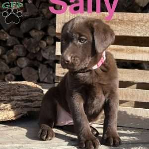 Sally, Chocolate Labrador Retriever Puppy
